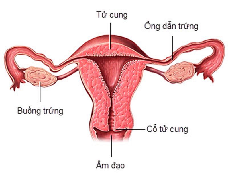 Cơ quan sinh dục nữ có nhiều bộ phận khác nhau