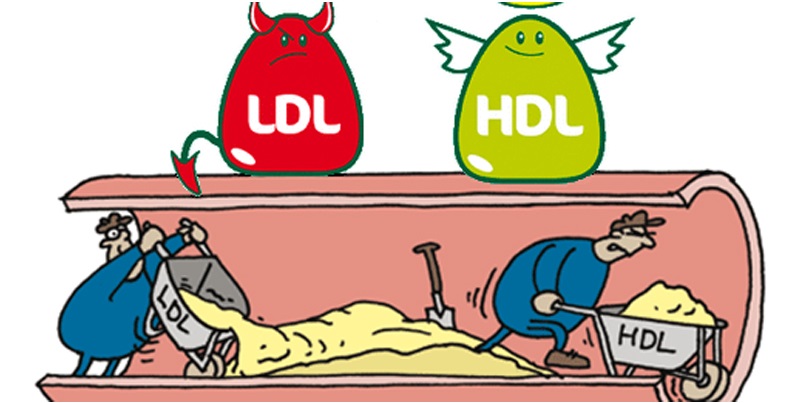 LDL cholesterol là gì