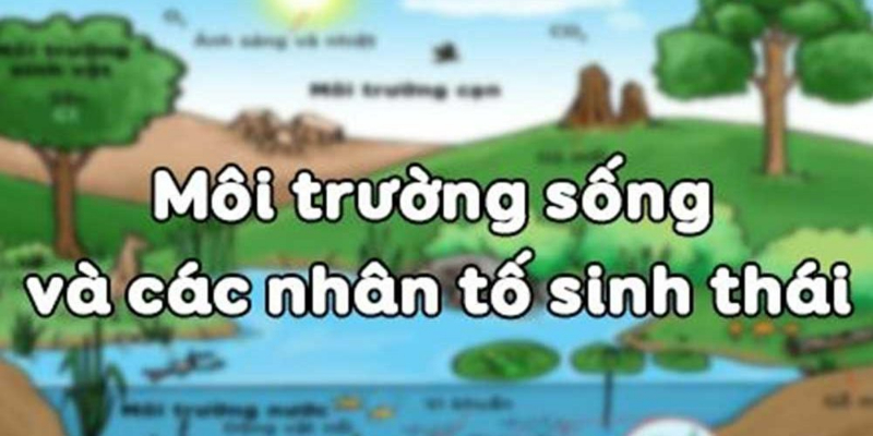 nhan to sinh thai la gi 01