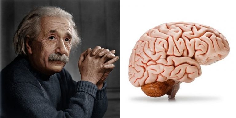 Bộ não của Albert Einstein