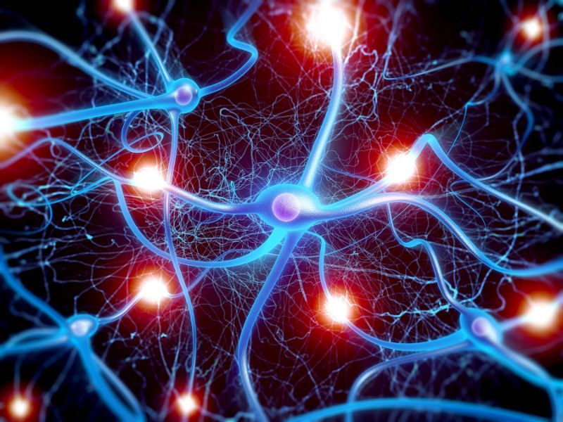 Xung thần kinh là một loại sóng điện lan truyền dọc theo nhiều loại tế bào trong cơ thể 