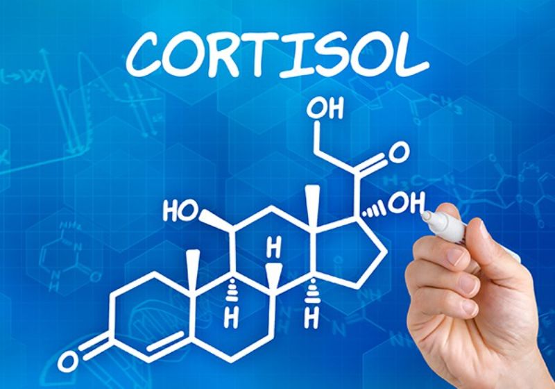 Cortisol được sản xuất dưới vỏ tuyến thượng thận 