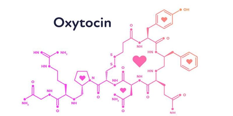 Oxytocin là hormone hoạt động như một chất dẫn truyền thần kinh