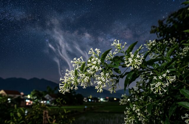 Minh họa ý nghĩa tên Dạ Hương