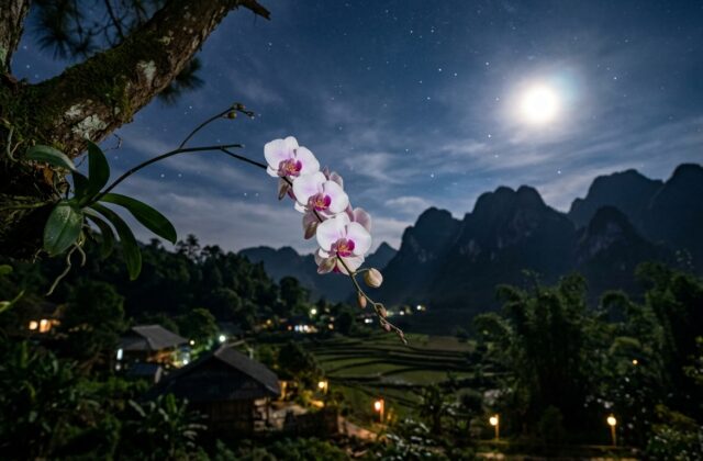 Minh họa ý nghĩa tên Dạ Lan